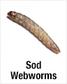 Sod Webworms