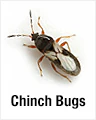 Chinch Bugs
