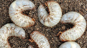 Grubs Protect Your Lawn From Grubs