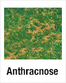 Anthracnose