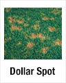 Dollar Spot