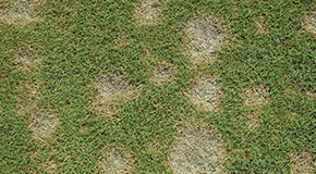 Common Diseases Treated by Fungicides