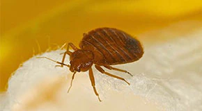 DIY Bed Bug Treatment Guide