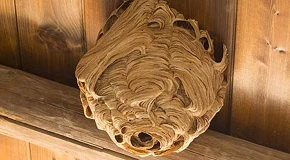 How to Find Wasp Nests