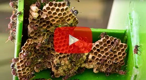 How to Remove Wasp Nests