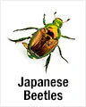 Japanese Beetles