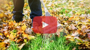 How to Maintain Your Lawn Come Fall