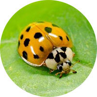 Asian Lady Beetles