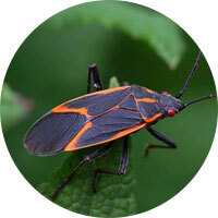 Boxelder Bugs
