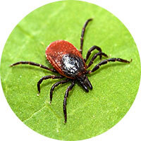 Ticks