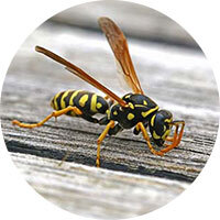 Yellow Jackets