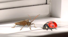 5 Pests You Can Stop with Perimeter Pest Control