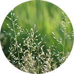 Poa Annua