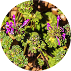Henbit