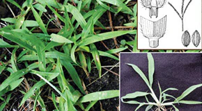 ID The Weeds in Your Yard