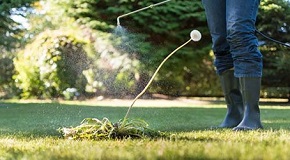 Post-Emergents Buyer's Guide