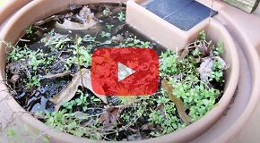 How to Keep Mosquitoes Away From Your Property