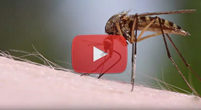 Reduce the Risk of Disease-Carrying Mosquitoes