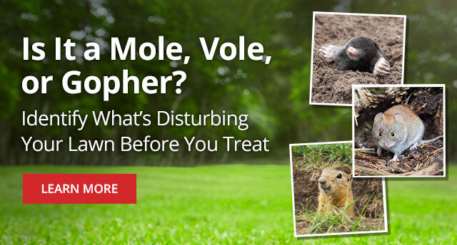Moles vs Voles vs Gophers Is it a Mole, Vole, or Gopher? Identify What's Disturbing Your Lawn Before Your Treat |LEARN MORE|