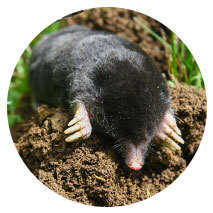 Moles Moles