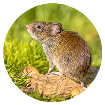 Voles Voles