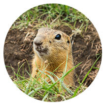 Gophers Gophers