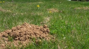 Signs in Damage In Your Lawn Determine What is Causing Your Lawn Damage