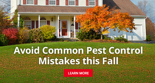 Avoid Common Pest Control Mistakes this Fall |LEARN MORE|