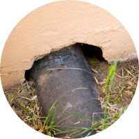 Seal Pest Entry Points