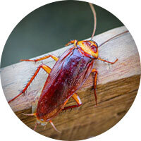 Roach Identification