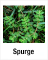 Spurge