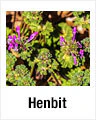 Henbit
