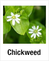 Chickweed