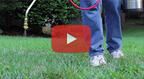 Prevent Weeds With Fall Pre-Emergent Herbicides