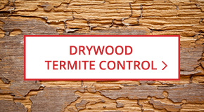 Drywood Termite Control