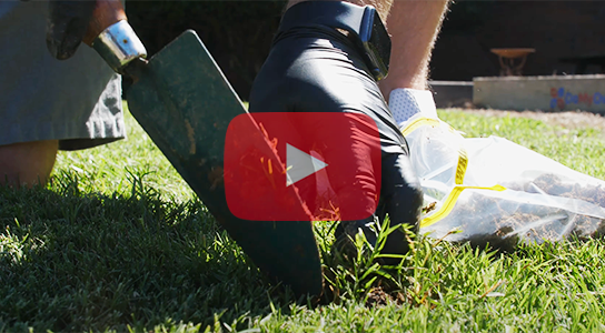 Dormant Lawn Care Tips Dormant Lawn Care Tips