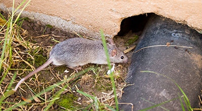 Rodent Proof Your Home For Fall