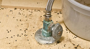 How to Inspect For Rodents