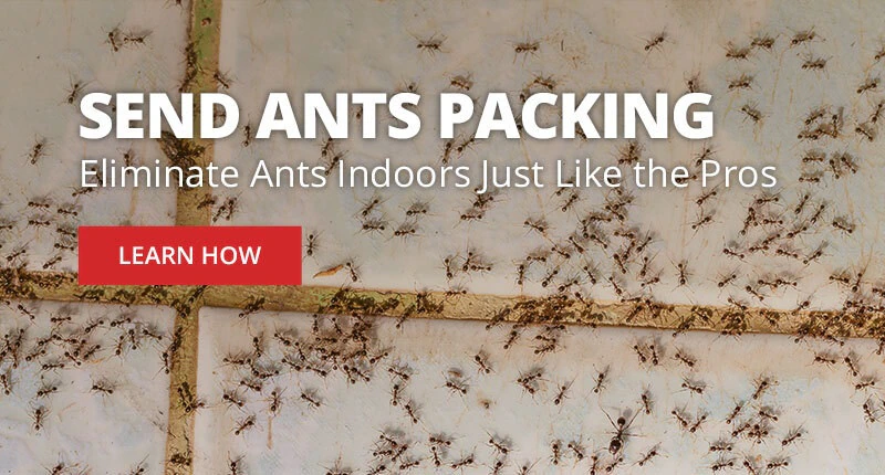 Send Ants Packing - Eliminate Ants Indoors Just Like The Pros |LEARN HOW|