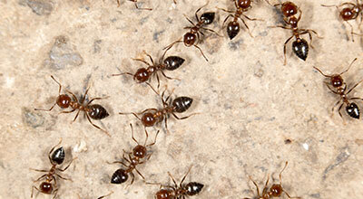 Prepare Your Home for an Ant Treatment