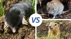 How to Determine If You Have Moles, Gophers, or Voles