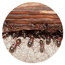 Ants