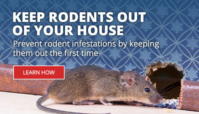Keep Rodents Our of Your House - Prevent Rodent Infestations by keeping them out the first time |LEARN HOW|