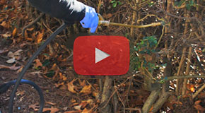 How to Apply Dormant Oils