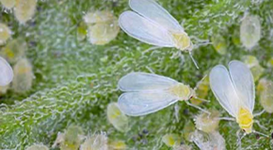 Control Whitefly Infestations