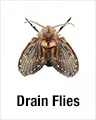 Drain Flies