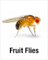 Fruit Flies
