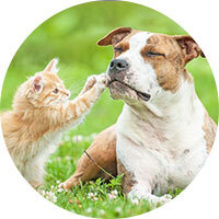 Animal Care