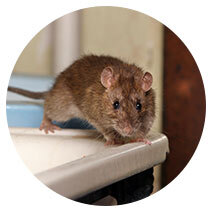 Rodents