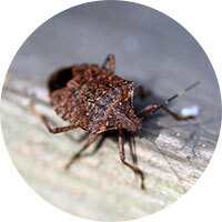 Overwintering Pests